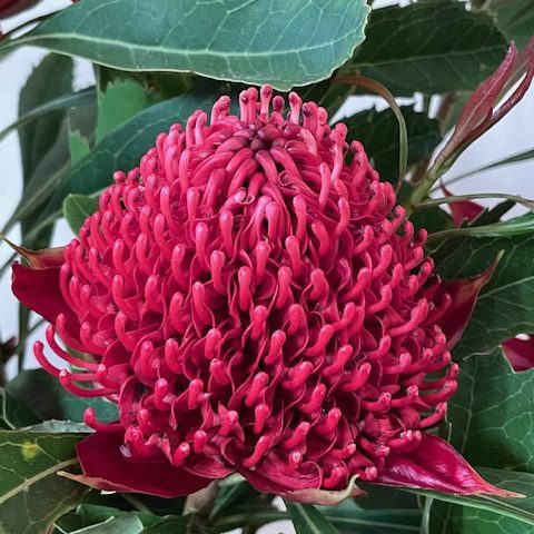 Waratah flowers provided by the Herberts.